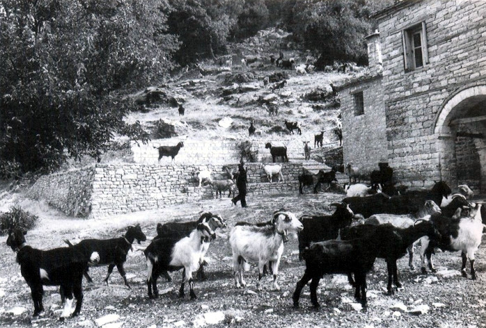 Εικόνα 2. Αίγες στον χώρο της Μονής