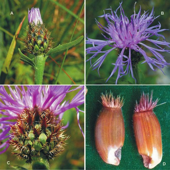 Centaurea vlachorum capitula and achenes: A, with  triangular  appendages. C, with  narrowly  triangular  appendages (photo L. Shuka)