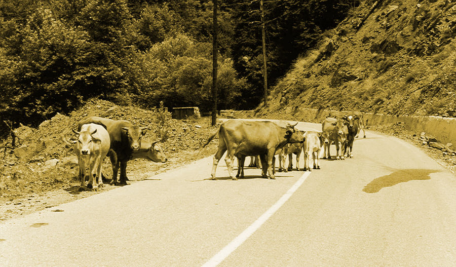 Κοπάδι αγελάδων σε δρόμο του Ασπροποτάμου